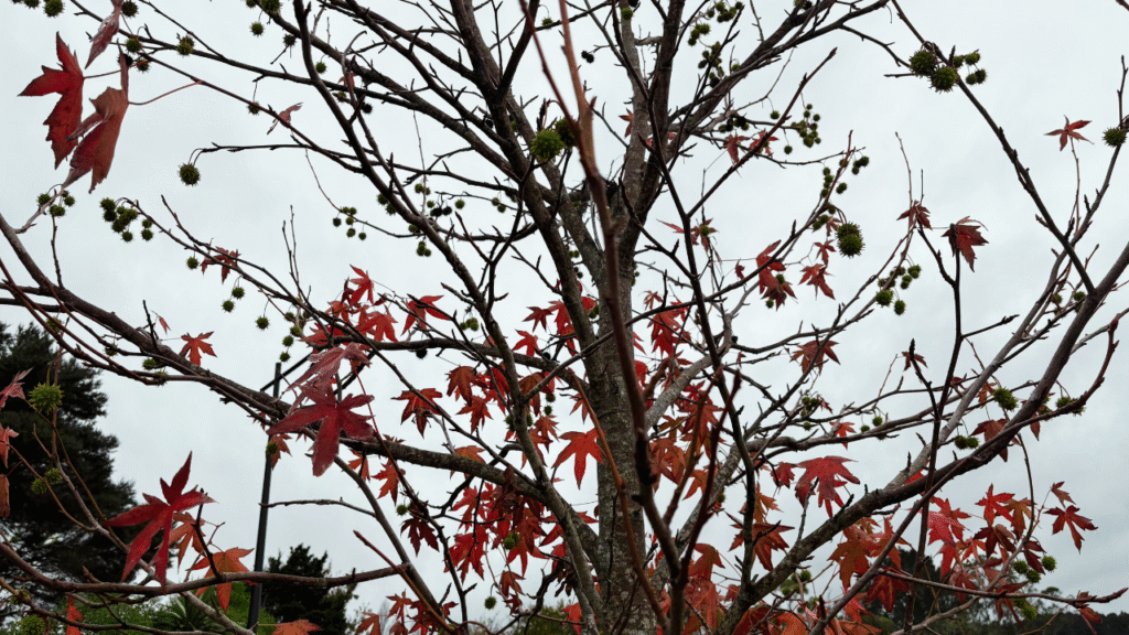 autumn colour leaves on a tree
