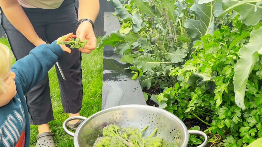 toddler helping to harvest broccoli