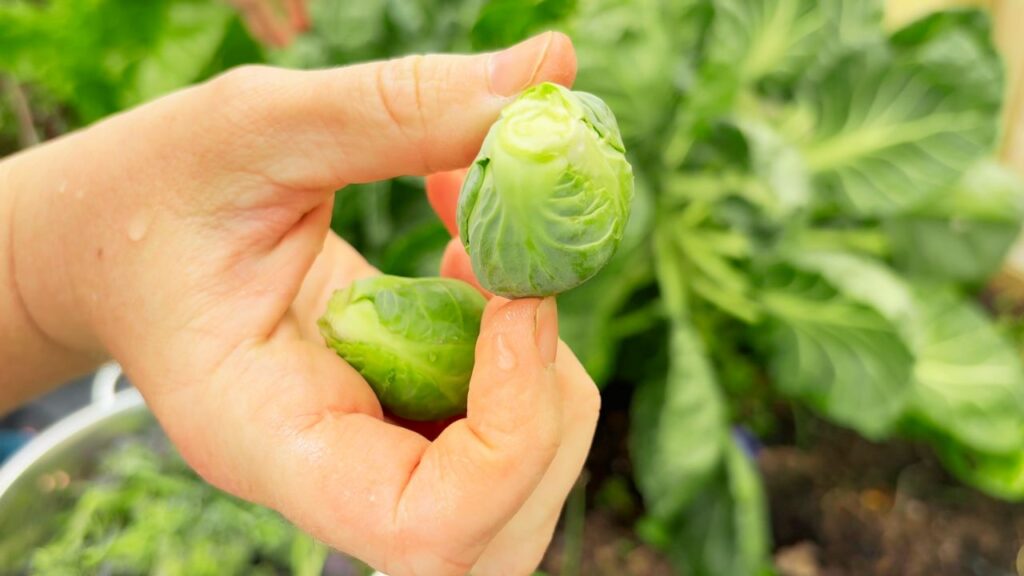 mom holding up brussel sprouts in the garden