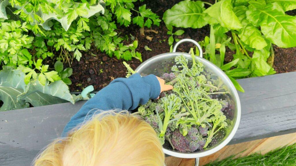 Toddler helping to harvest broccoli