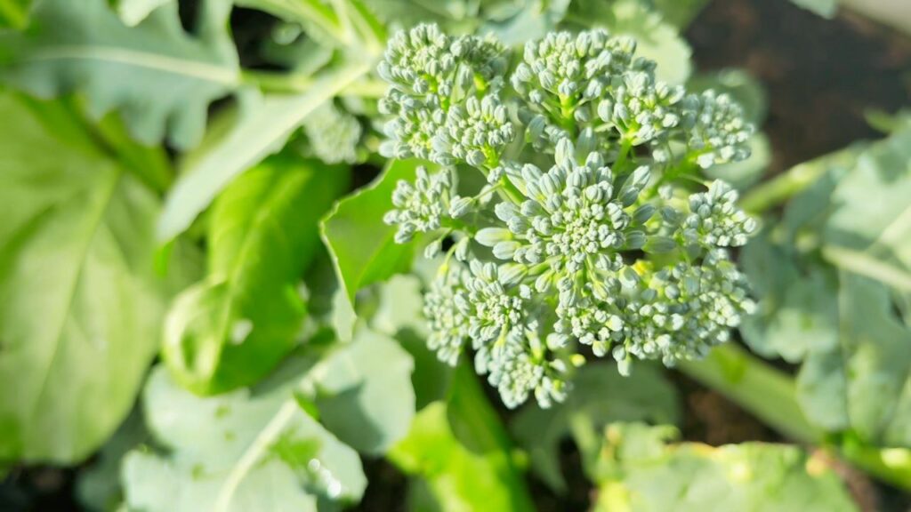 Broccoli in the garden
