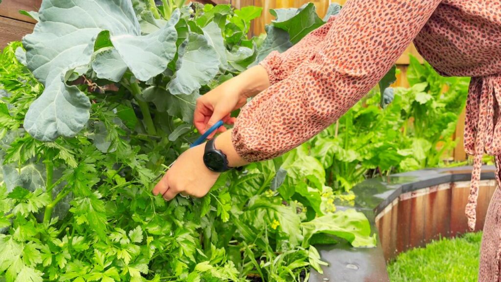 picking fresh parsley for the garlic and herb butter