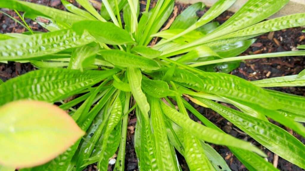 Bright green narrowleaf plantain growing in rich garden soil — the garden’s little healer up close.