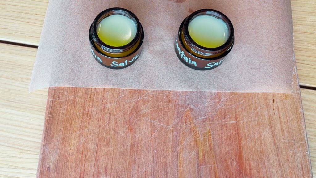 Two amber jars of finished plantain salve cooling on parchment paper after pouring.