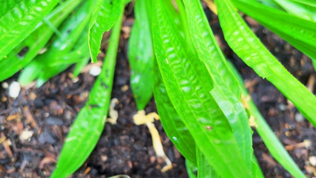 Bright green narrowleaf plantain growing in rich garden soil — the garden’s little healer up close.