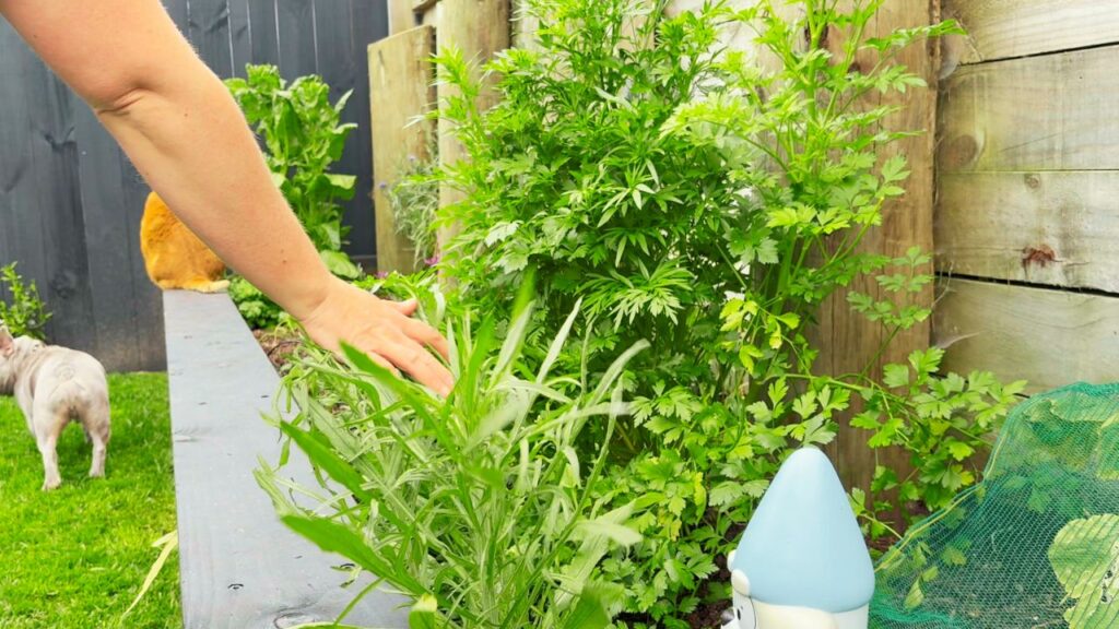 A gentle hand brushing through parsley and wormwood beside a blue-capped garden gnome, sunlight on the leaves.