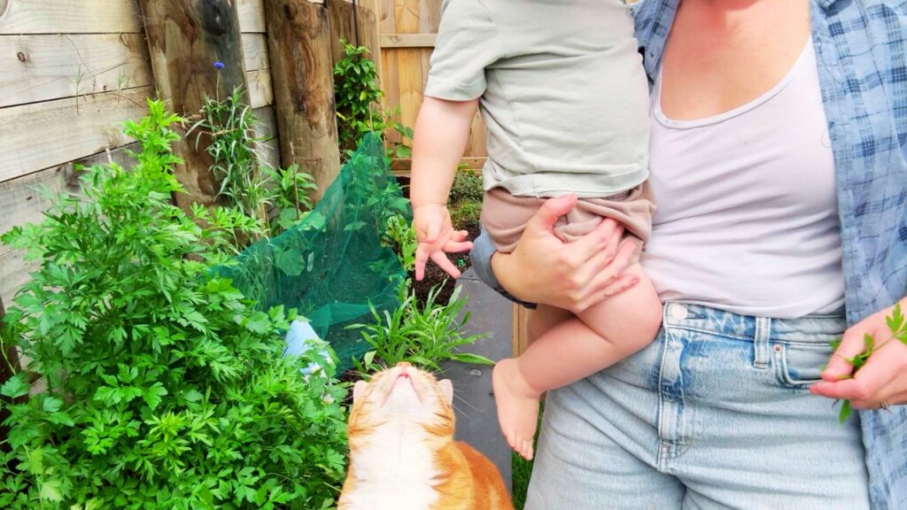 Toddler in herb garden helping harvest fresh parsley for healthy family meals.