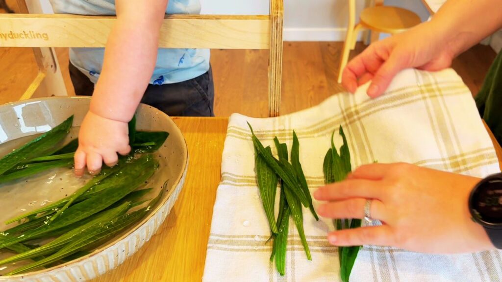 Toddler washing plantain leaves in a bowl of water beside a stack of fresh leaves on a tea towel — preparing leaves for homemade plantain salve.
