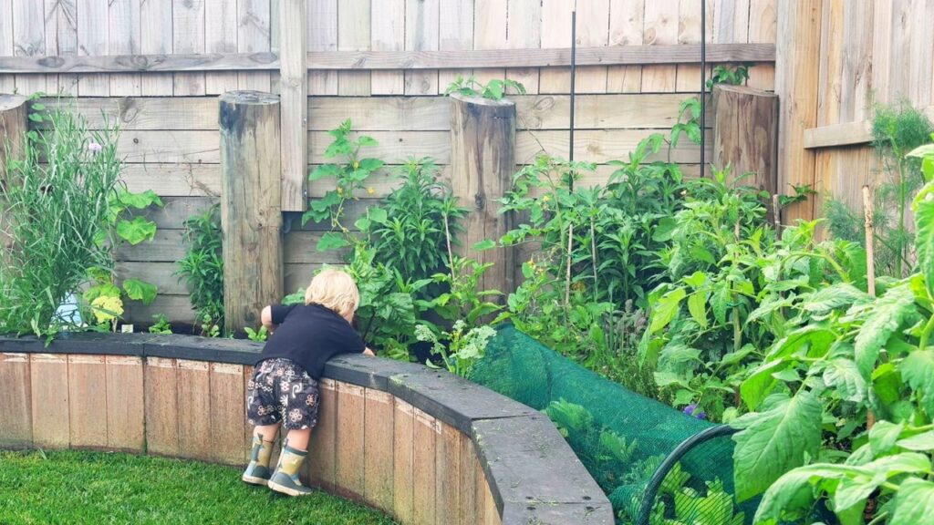 Toddler checking the vegetable garden for nature play