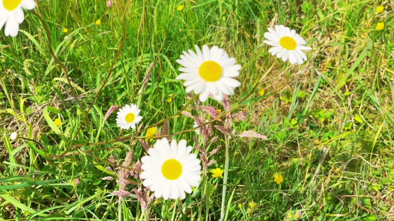 Summer rhythm for preschoolers with flowers and abundant seasonal growth